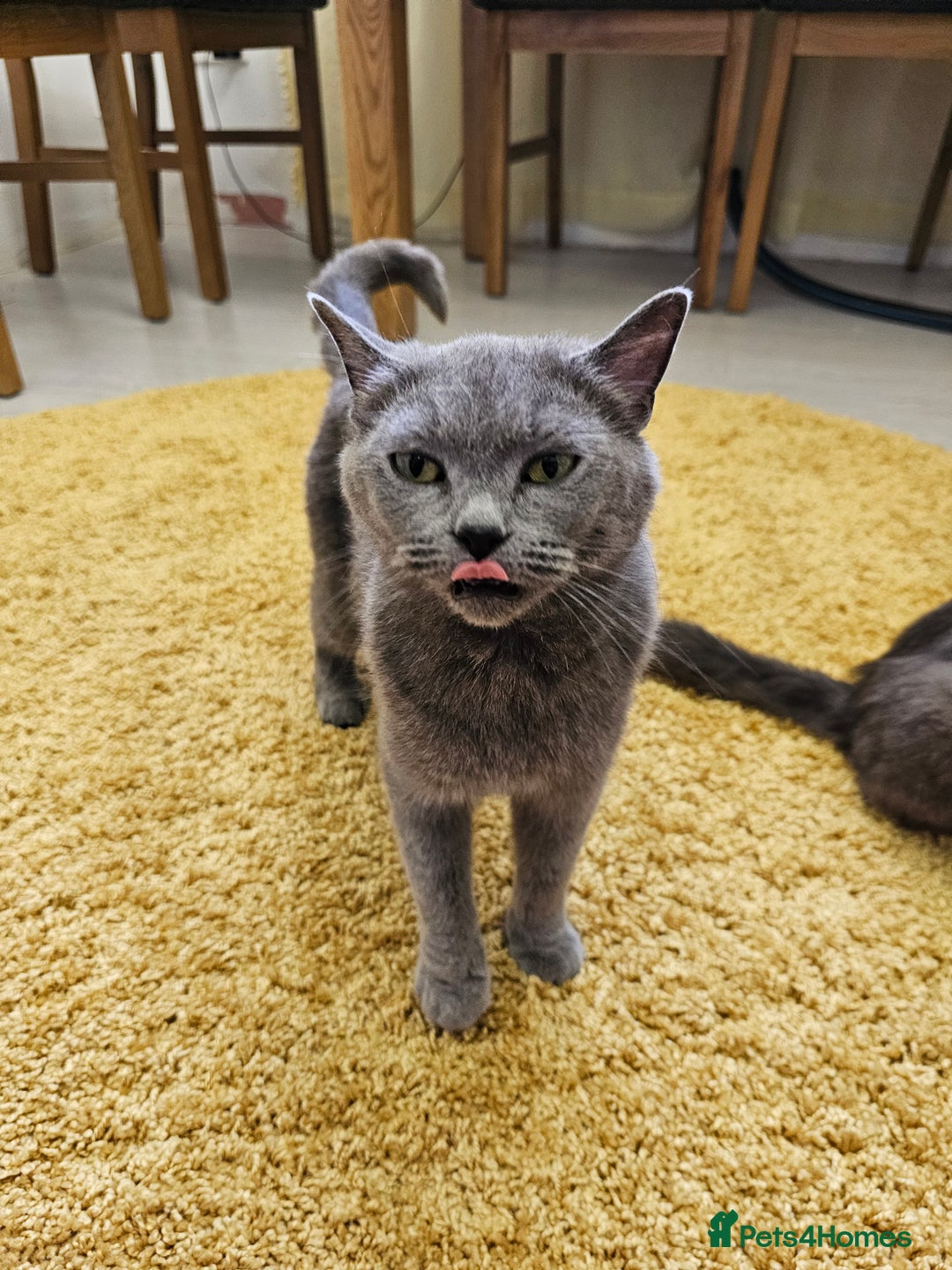 British Shorthair cats for sale: 4 years old British Short-hair - Image 12