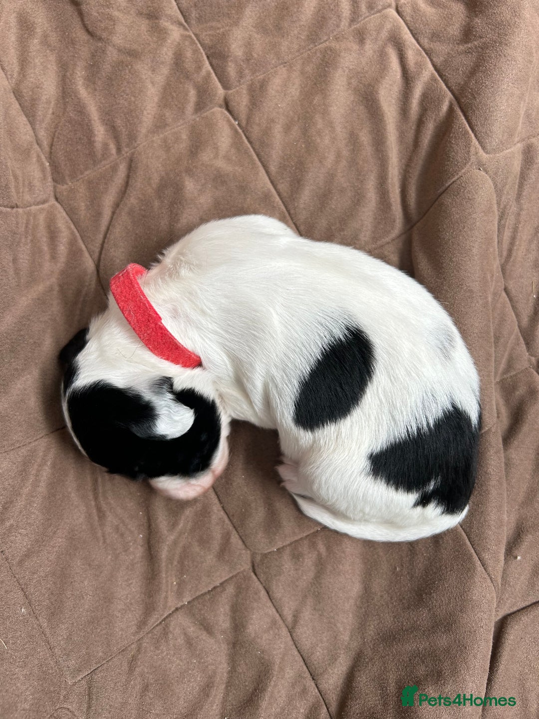 Sprocker dogs for sale: Sprocker Spaniel Puppies 🐶 - Image 7