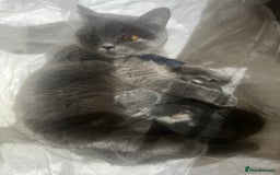 British Shorthair cats for sale: British shorthair  - Image 8