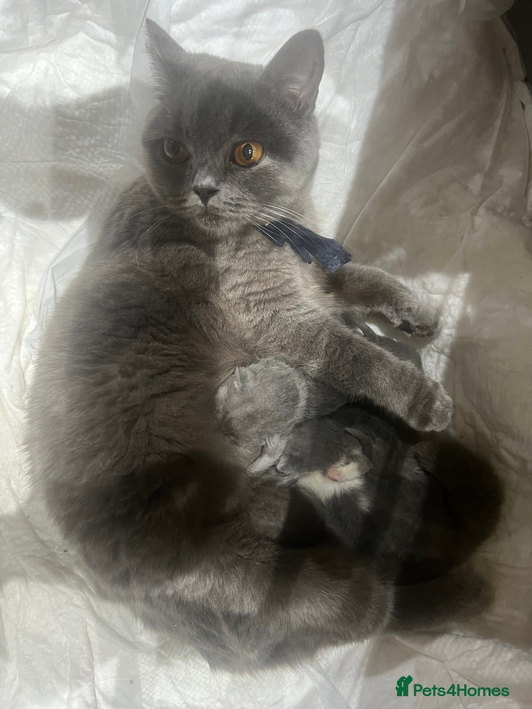 British Shorthair cats for sale: British shorthair  - Image 8