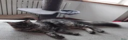 Maine Coon cats for sale: Maine coon black tabby, big size, registred - Advert 7