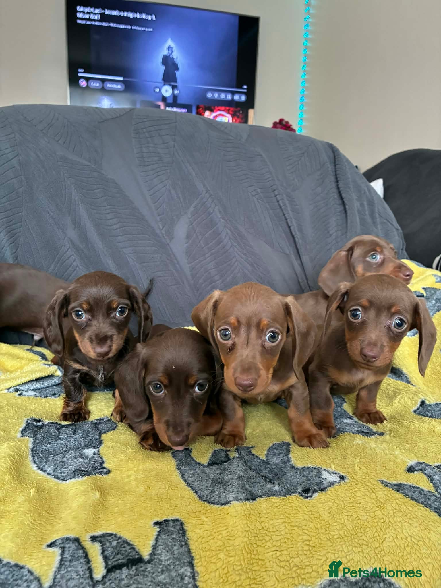 Miniature Dachshund dogs 6 gorgeous M Dachshunds - Advert 2