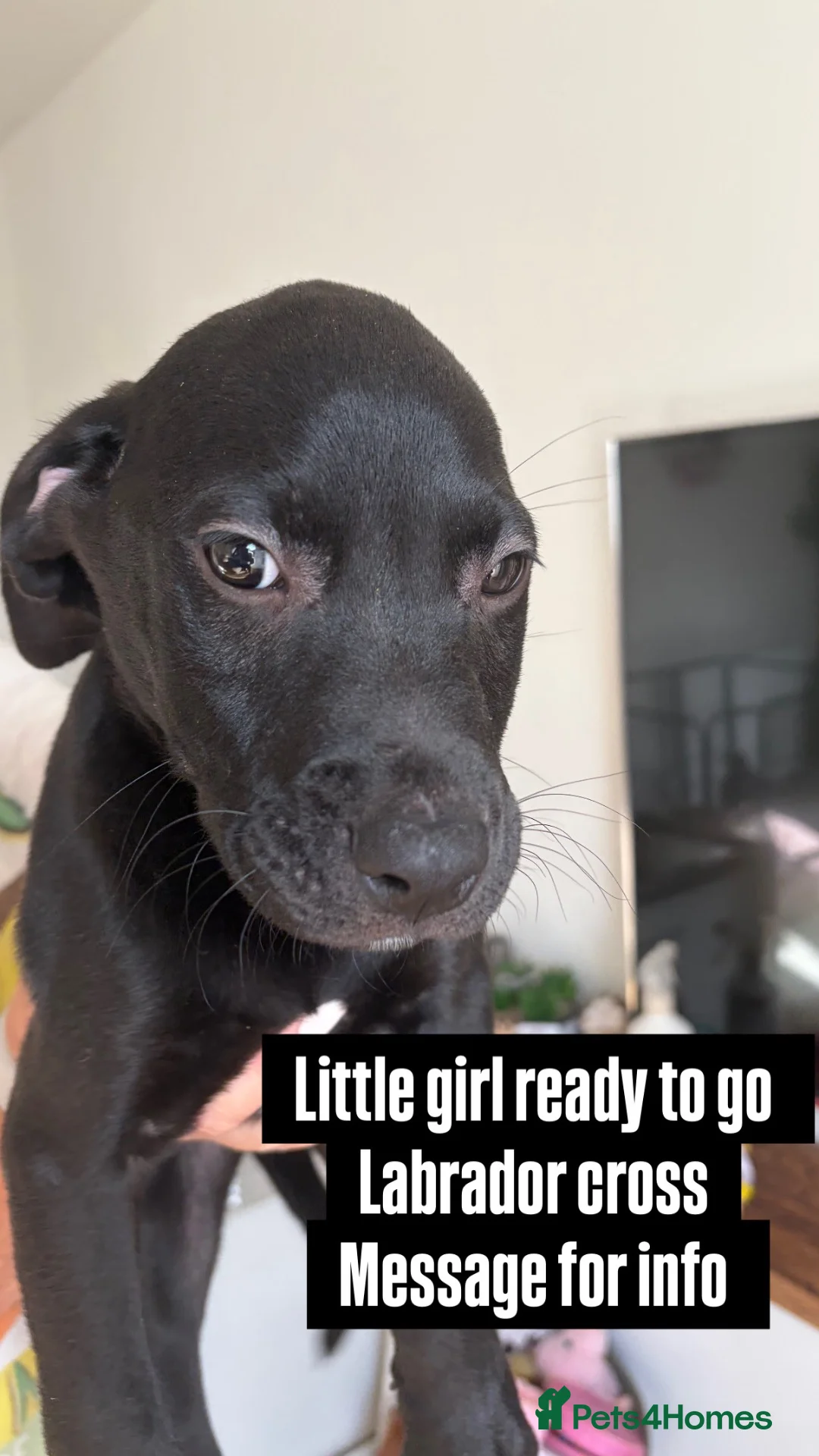 Mixed Breed dogs for sale: Labrador cross puppies  - Advert 2
