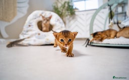Abyssinian cats for sale: Champion Line Abyssinians- Rare Beauty- TICA reg. - Image 11