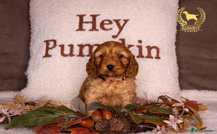 Cockapoo dogs - Advert 2