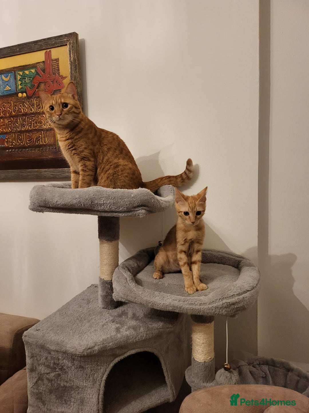 Mixed Breed cats for adoption: ARTHUR -6 M KITTEN CHEEKY MONKEY HIGH ENERGY  - Image 4