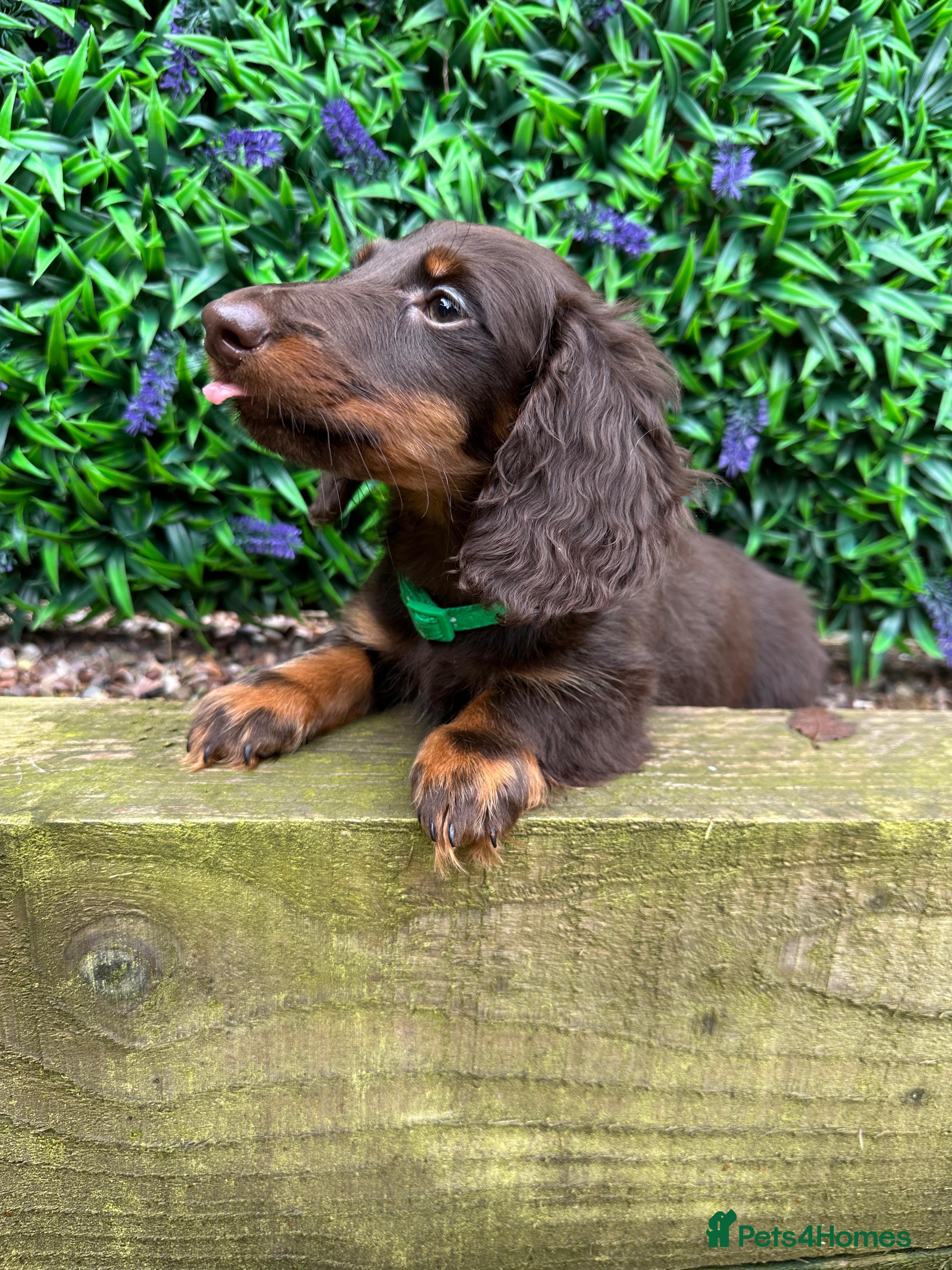 Miniature Dachshund dogs Long-Haired Miniature Dachshund Puppies  - Advert 18