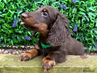 Miniature Dachshund dogs Long-Haired Miniature Dachshund Puppies - Advert 18