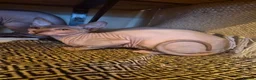 Sphynx cats for sale: Sphynx kitten girl  - Advert 1
