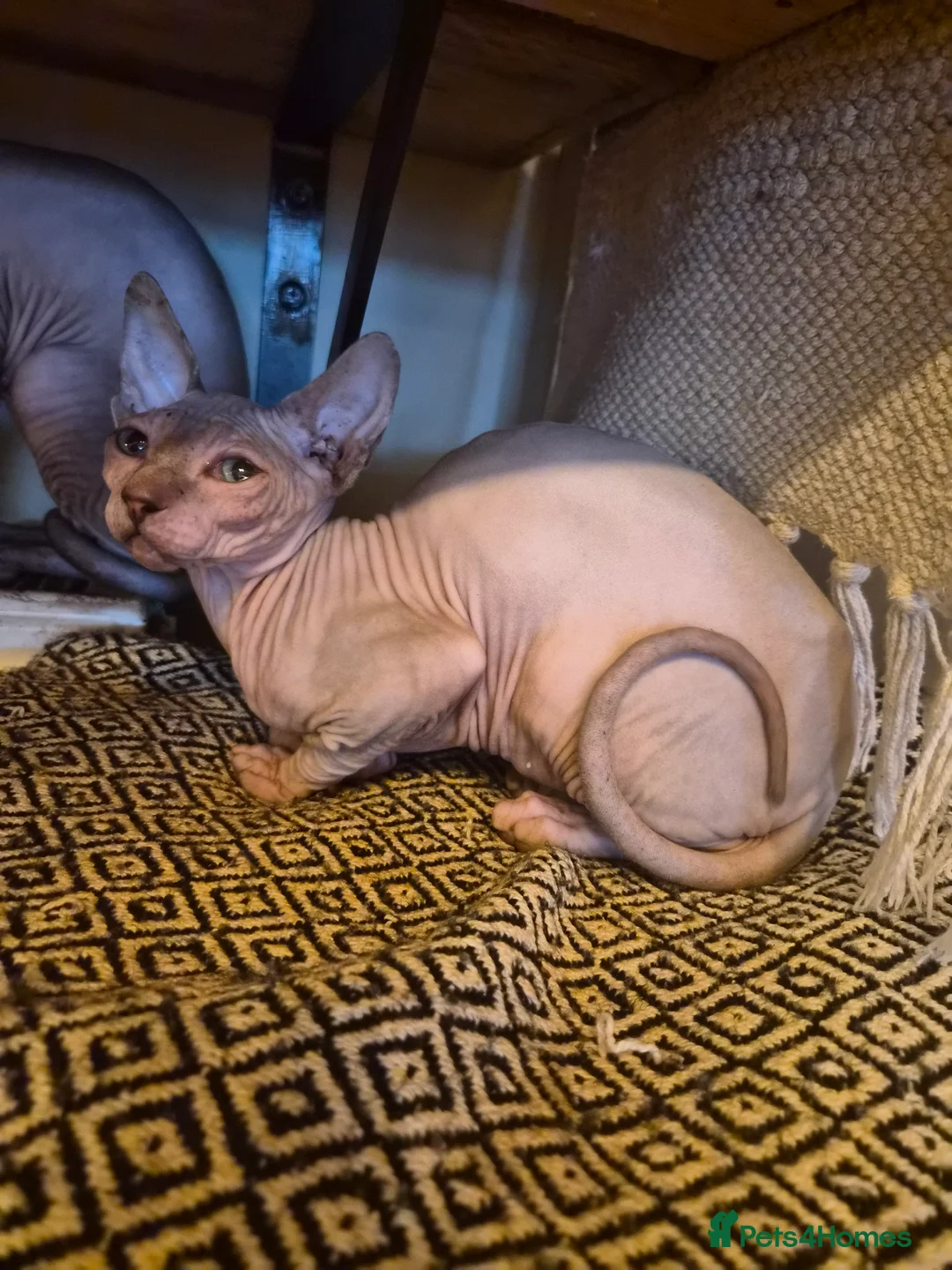 Sphynx cats for sale: Sphynx kitten girl  - Advert 1