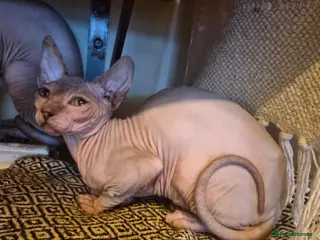 Sphynx cats Sphynx kitten girl - Advert 3