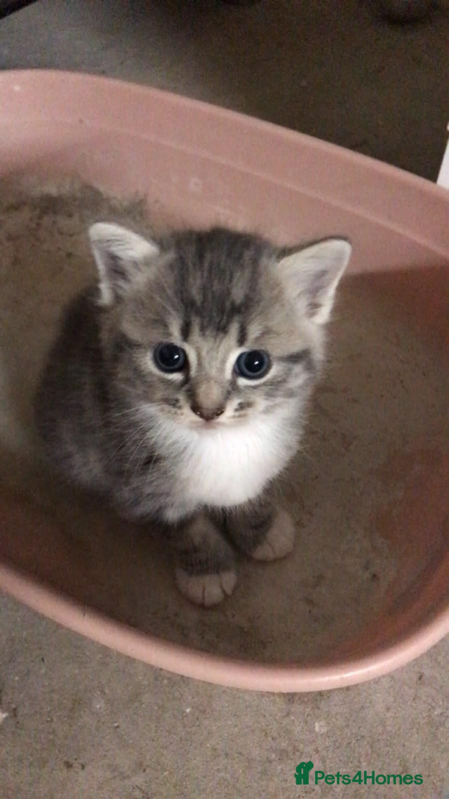 Mixed Breed cats Adorable factionate grey girl needing a new home - Advert 2