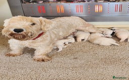 Sealyham Terrier dogs for sale: Sealyham terrier puppy’s  - Image 1