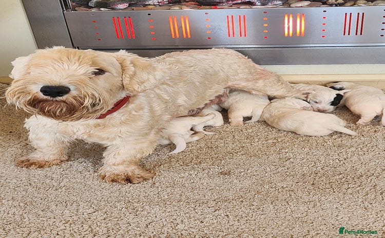 Sealyham Terrier dogs - Advert 1