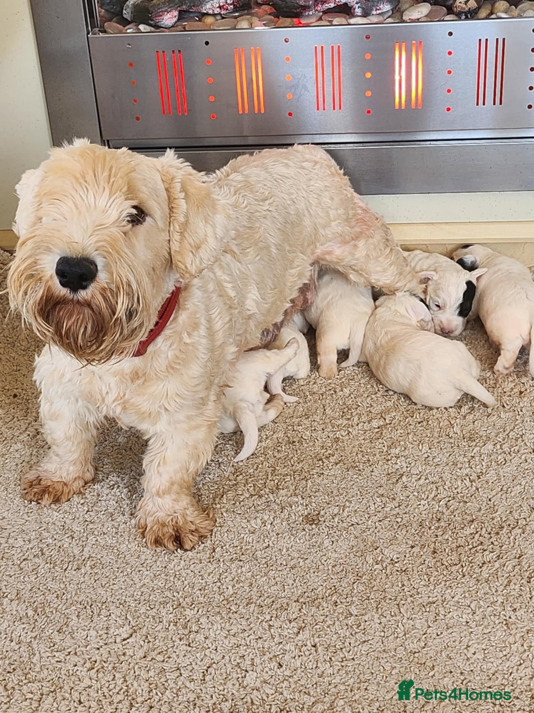 Sealyham Terrier dogs for sale: Sealyham terrier puppy’s  - Image 1