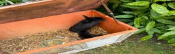 Netherland Dwarf rabbits for sale: Two black male Netherlands dwarfs - Advert 2