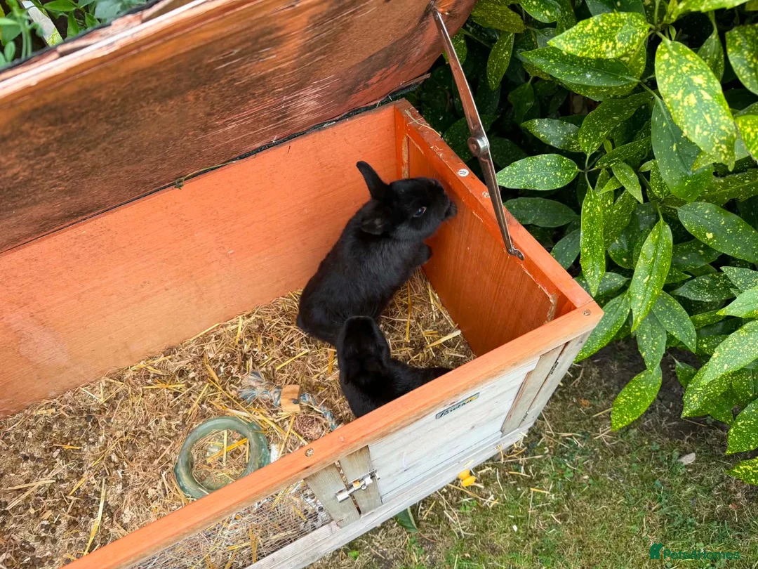 Netherland Dwarf rabbits for sale: Two black male Netherlands dwarfs - Advert 2