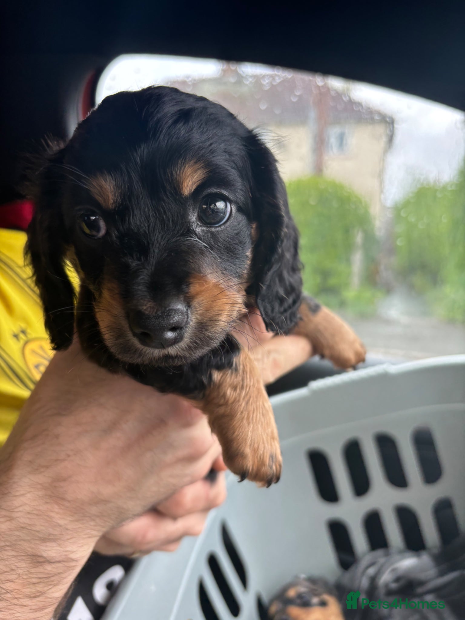 Miniature Dachshund dogs Miniature Dachshund - Advert 15