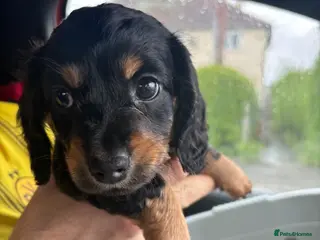 Miniature Dachshund dogs Miniature Dachshund - Advert 15