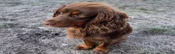 Cocker Spaniel dogs for sale: Beautiful working cocker spaniel puppies in Pontypool - Advert 2