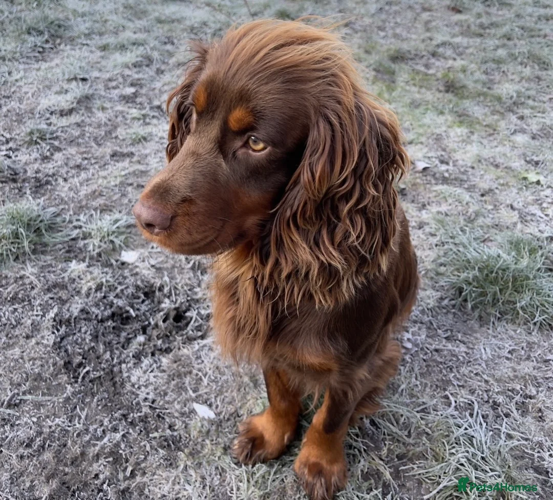 Cocker Spaniel dogs for sale: Beautiful working cocker spaniel puppies in Pontypool - Advert 2