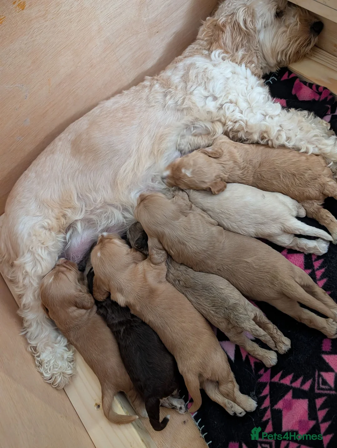 Cockapoo dogs for sale: Stunning Cockapoo pups - Advert 6