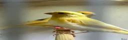 Canaries birds for sale: 5 young aviary bred canaries for sale - Advert 2