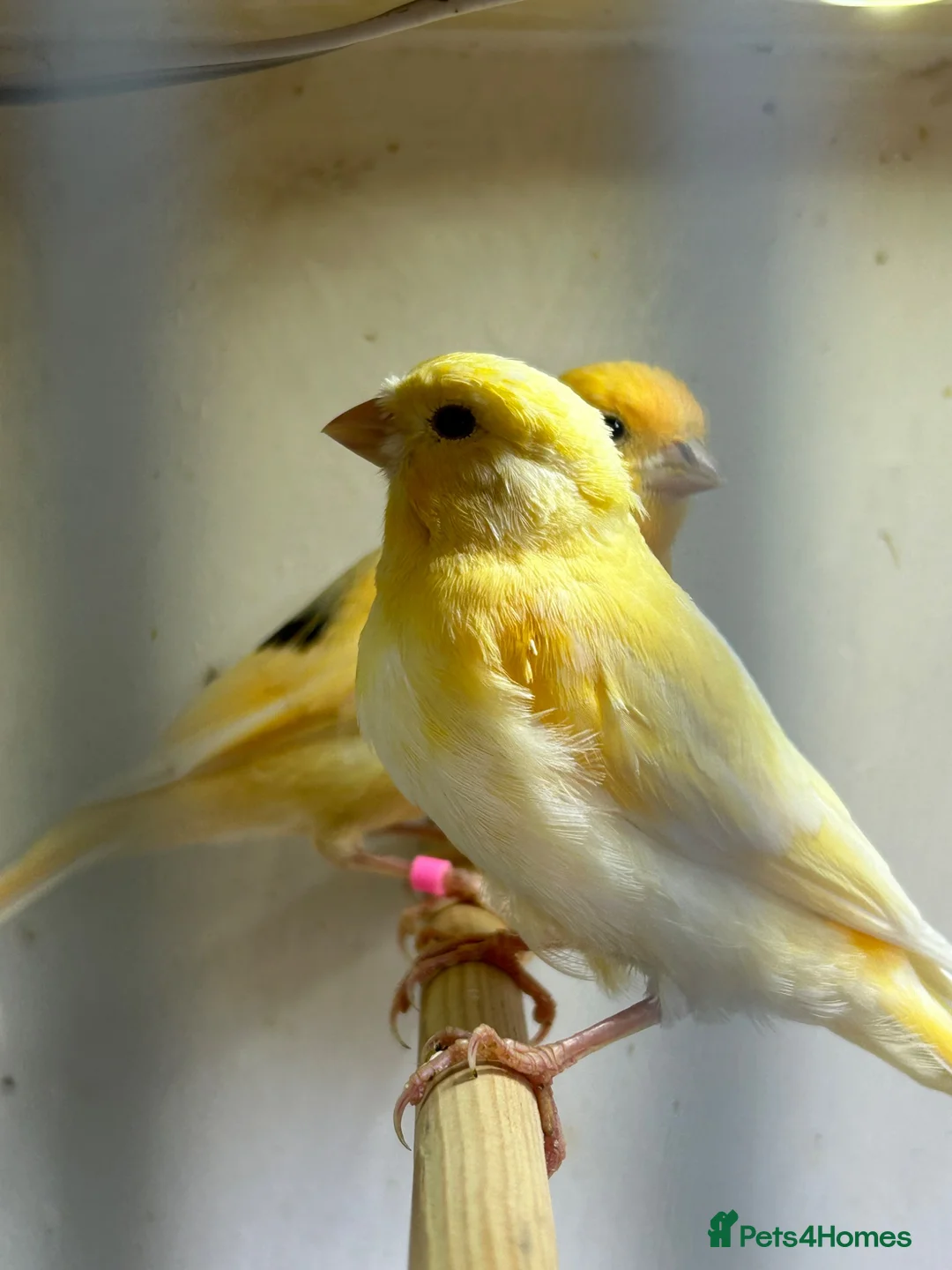 Canaries birds for sale: 5 young aviary bred canaries for sale - Advert 2
