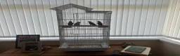Lovebirds birds for sale: four lovebirds with cage  - Advert 2
