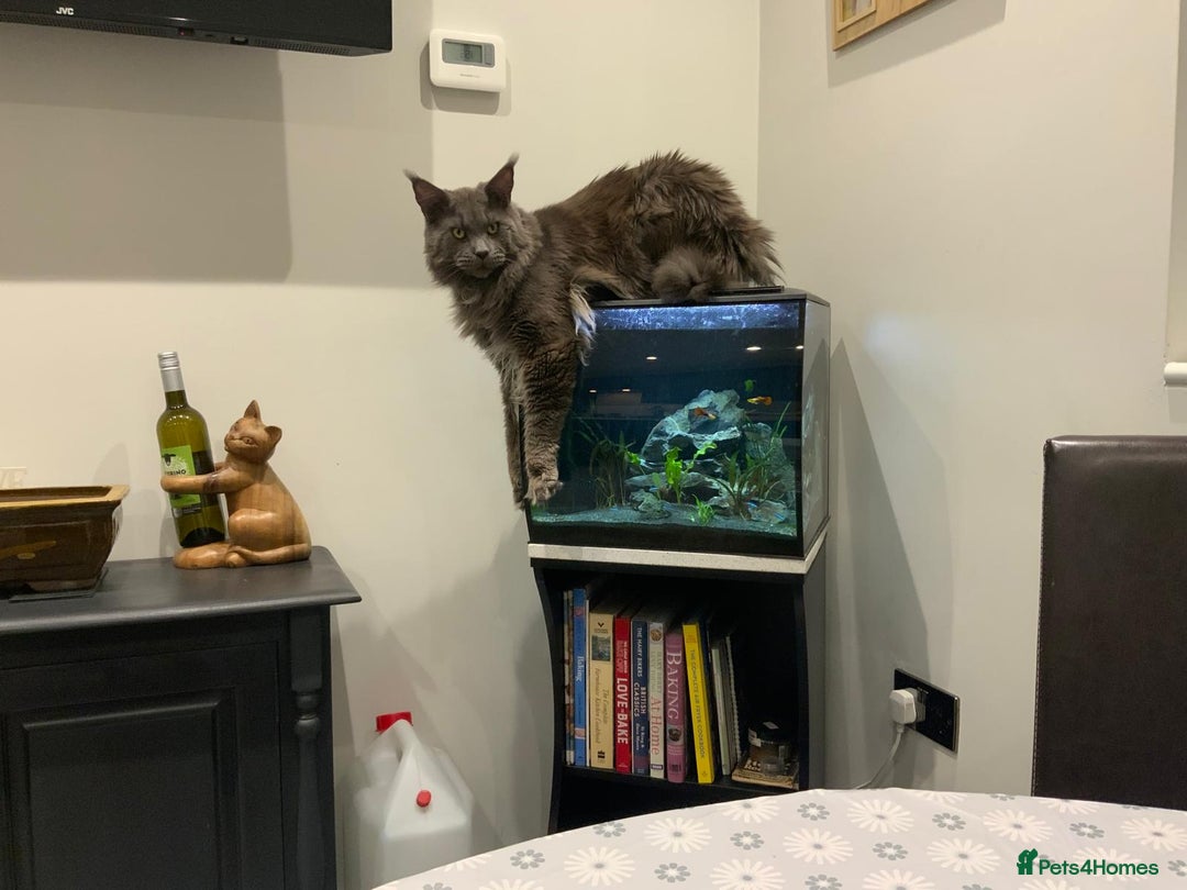 Maine Coon cats for sale: Planned summer babies looking for forever homes - Image 22