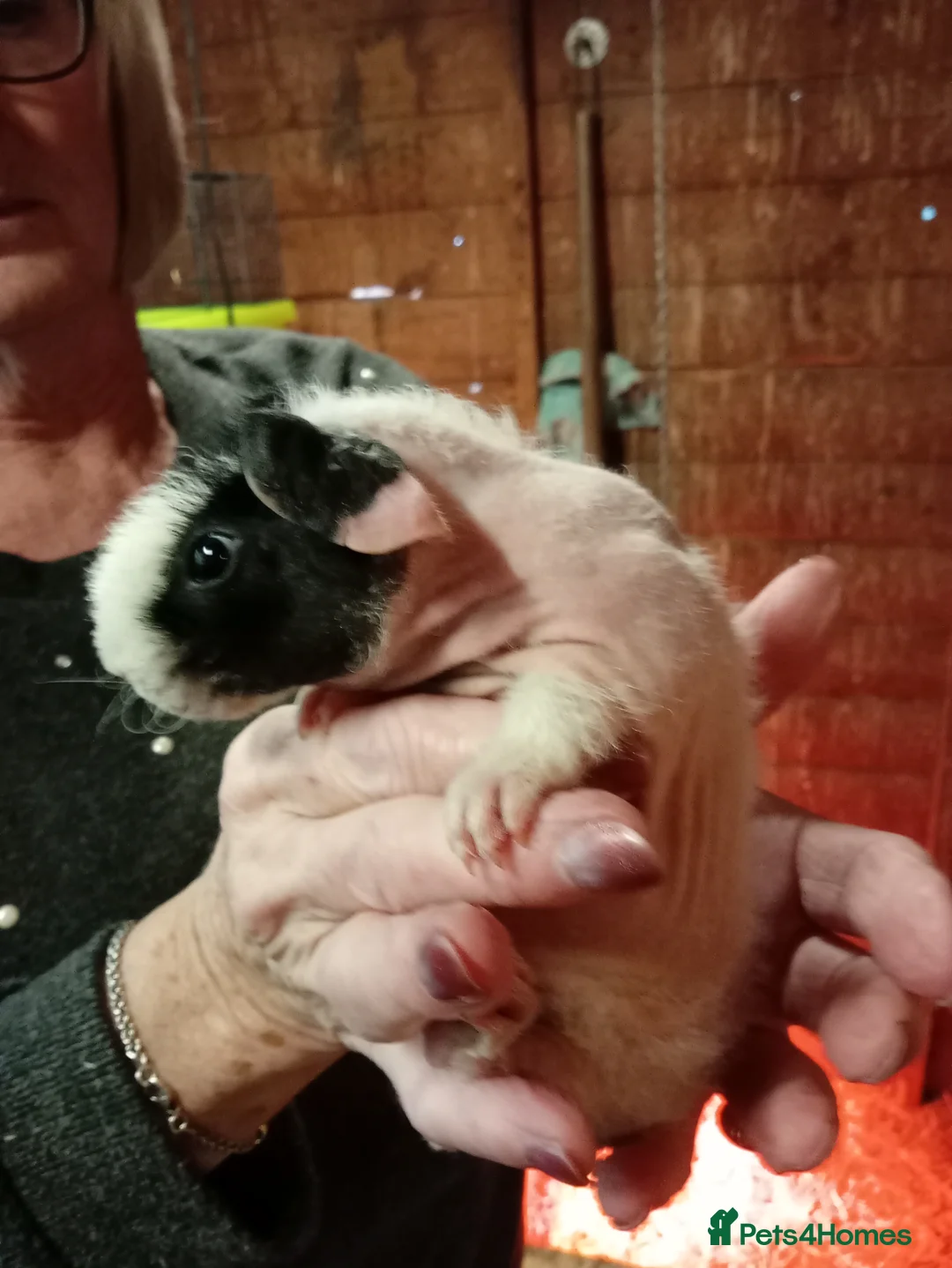Guinea Pig rodents for sale: Baby Skinny Pigs  - Advert 2