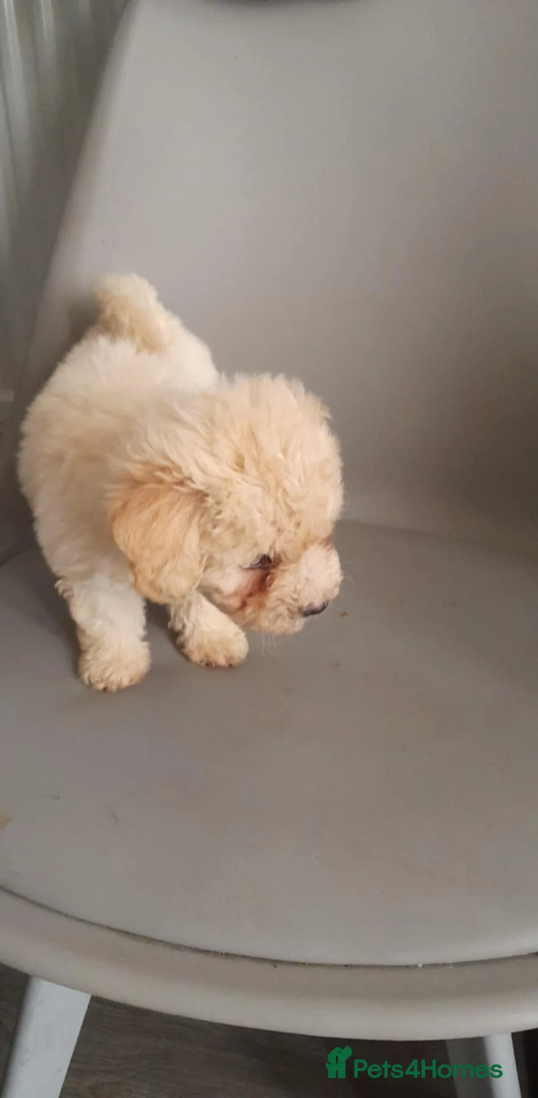 Mixed Breed livestock for sale: Bichon frize in Birmingham - Advert 4