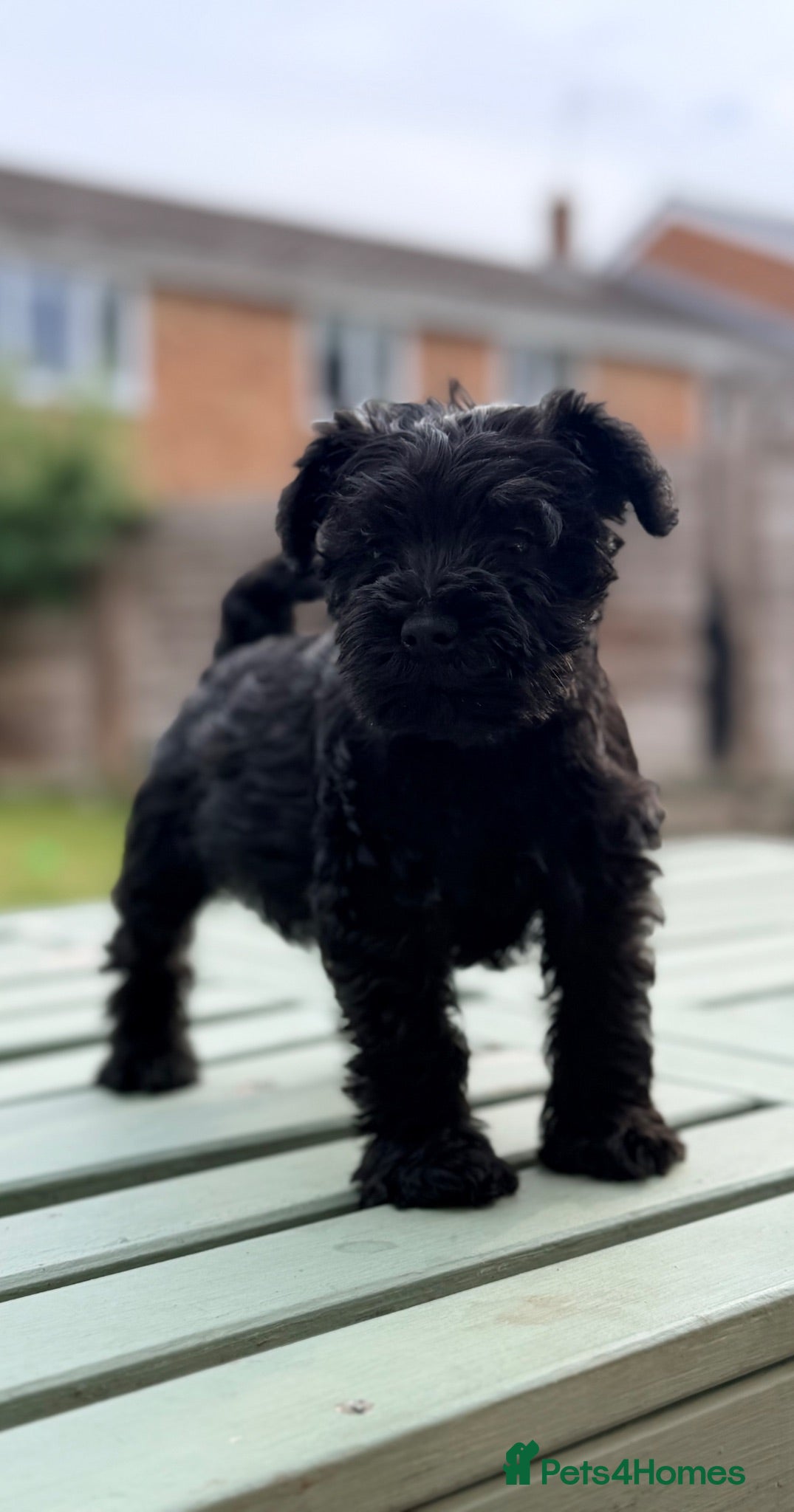 Miniature Schnauzer dogs KC registered miniature schnauzer puppies - Advert 2