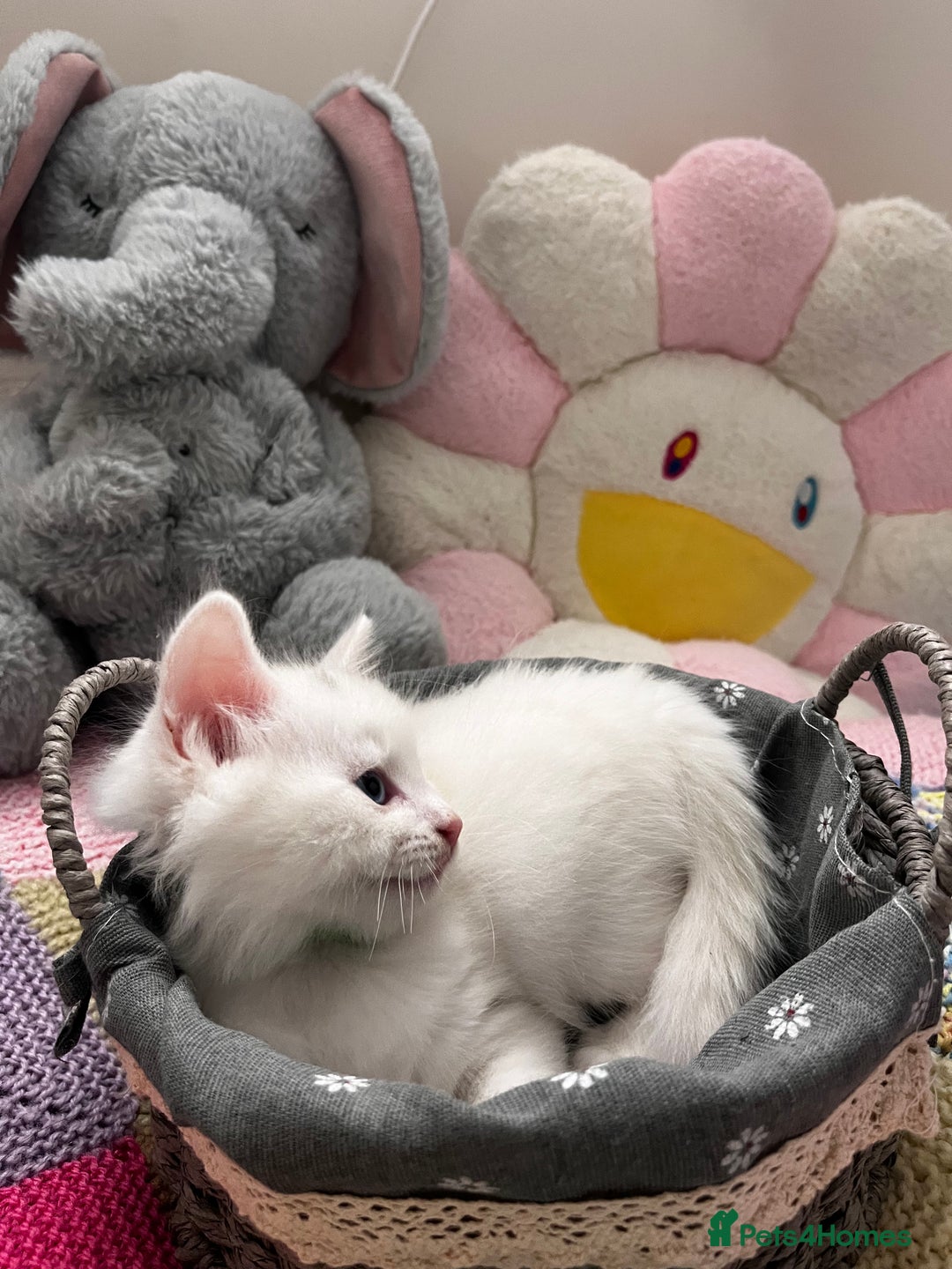 Turkish Angora cats for sale: Turkish Angora Longhair kittens - Advert 9