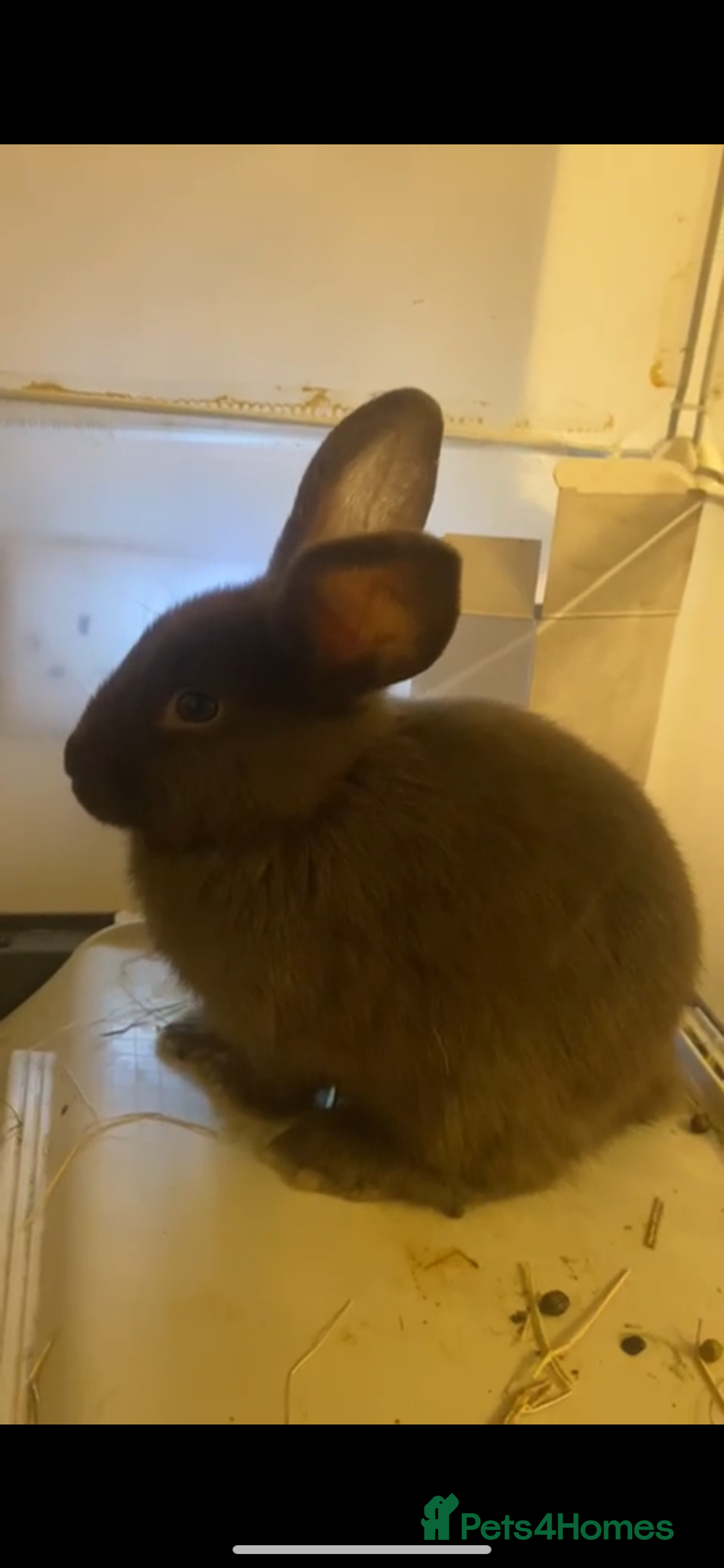 Lionhead rabbits for sale: ⭐️Beautiful lionhead bunnies⭐️ - Advert 16