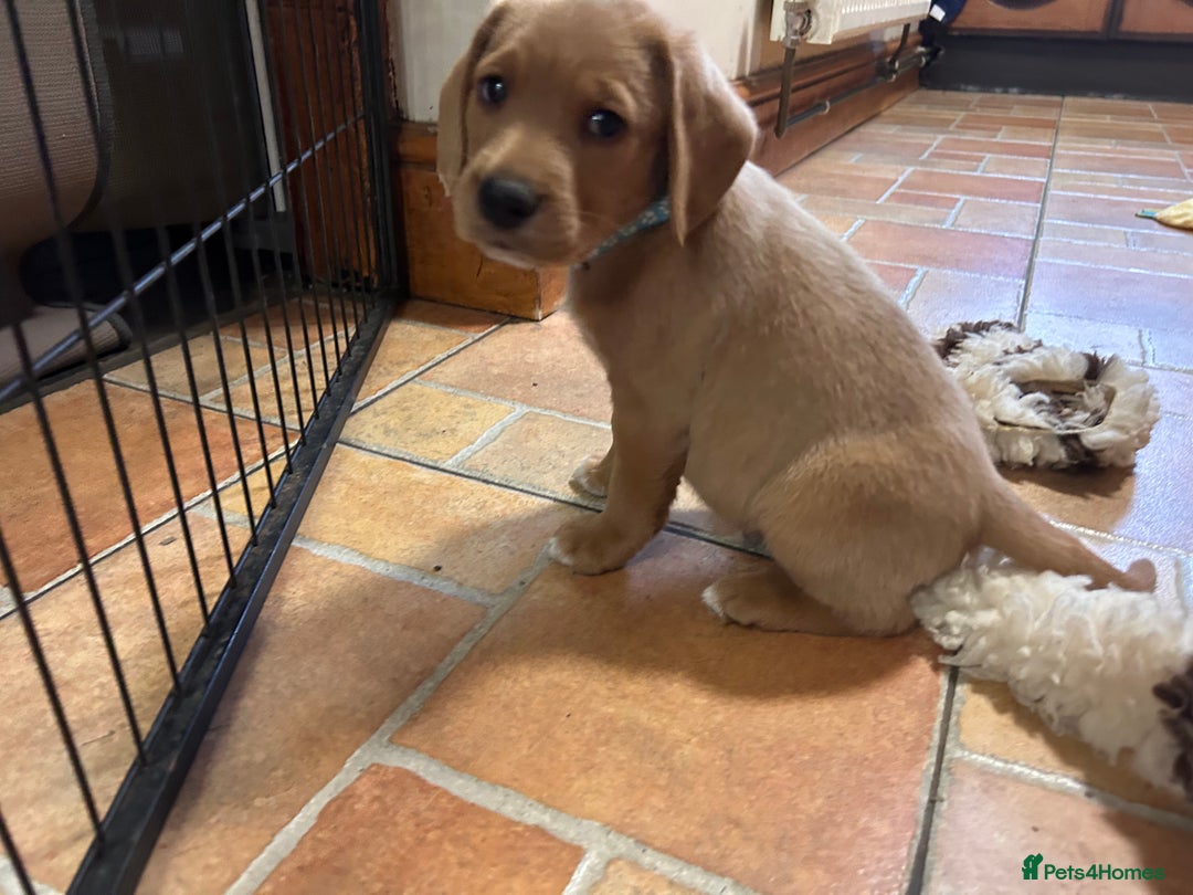 Mixed Breed dogs for sale: BEAUTIFUL GOLDEN BEAGADOR PUPPIES! - Advert 14