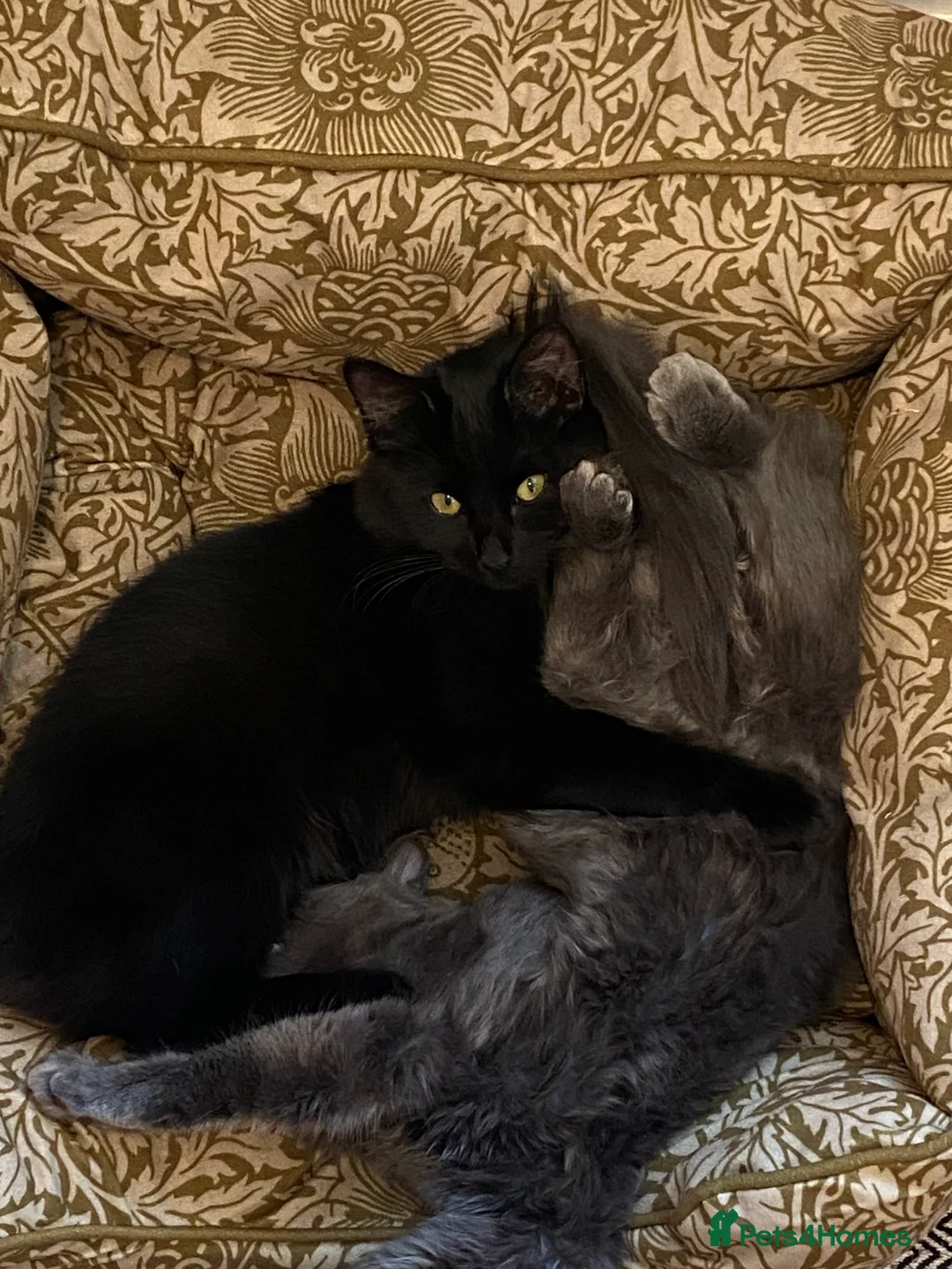 Mixed Breed cats for sale: Two siblings  - Advert 1