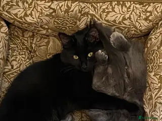 Mixed Breed cats Two siblings - Advert 1