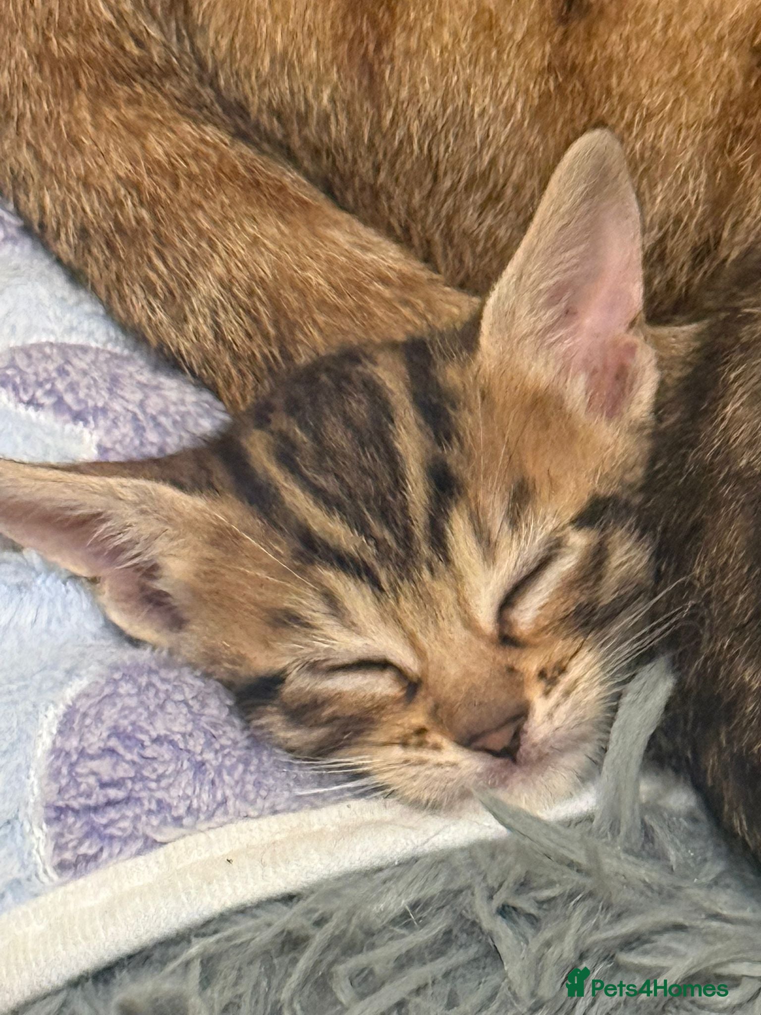 Mixed Breed cats Bengal Cross Kittens – Ready End of April - Advert 4