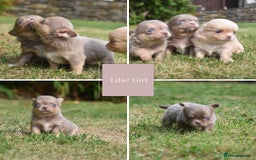 Chihuahua dogs for sale: ⭐️Gorgeous Long haired Lilac and Tan Chihuahuas ⭐️ - Image 3