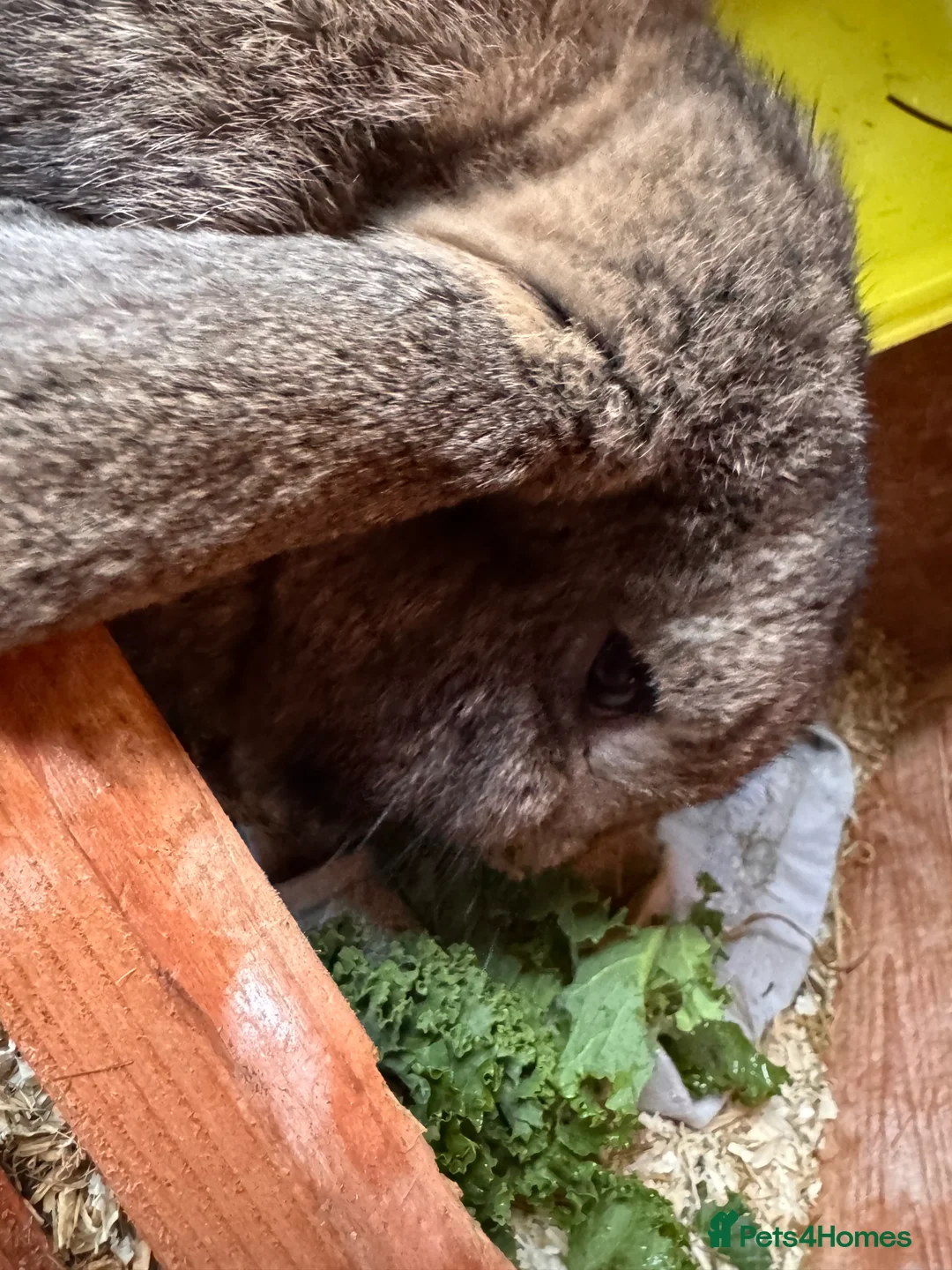 Mixed Breed rabbits for sale: Male rabbit needs a new home  - Advert 2