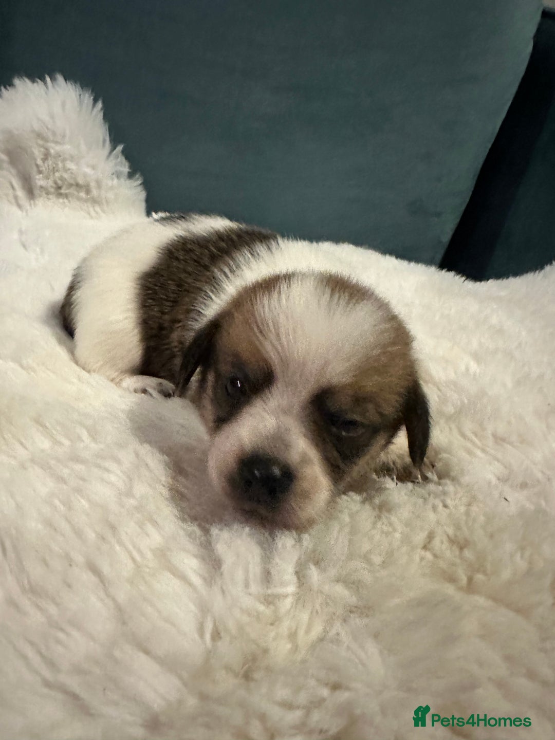 Mixed Breed dogs for sale: Dameranian Fluffballs  - Advert 8