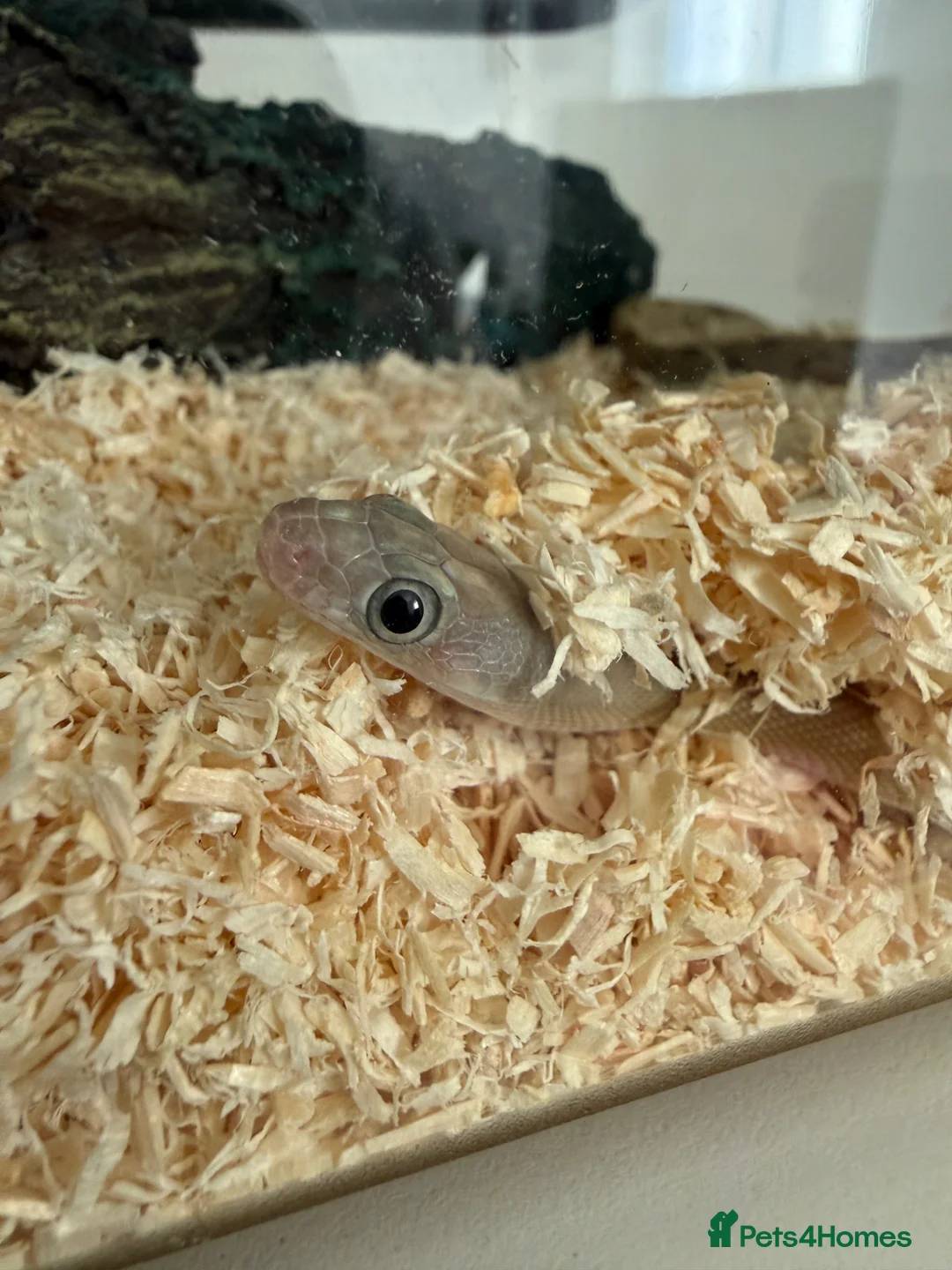 Rat Snake reptiles for sale: Blonde pecos rat snake male  in Hitchin - Advert 2