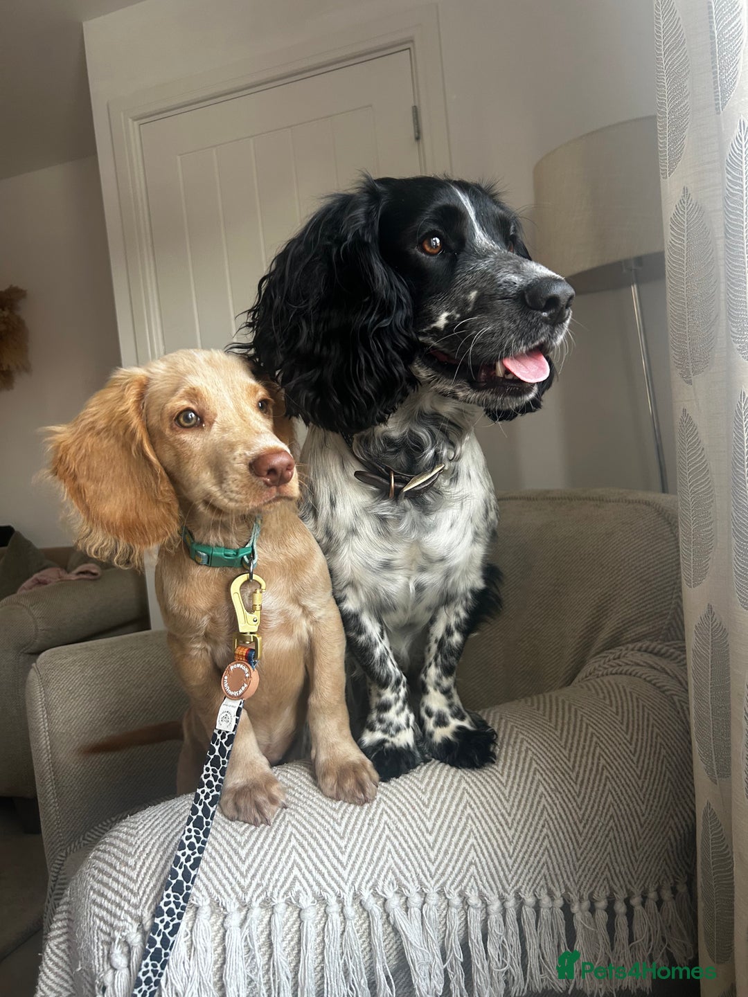 Cocker Spaniel dogs for stud: Beautiful blue roan cocker spaniel for STUD! - Image 21
