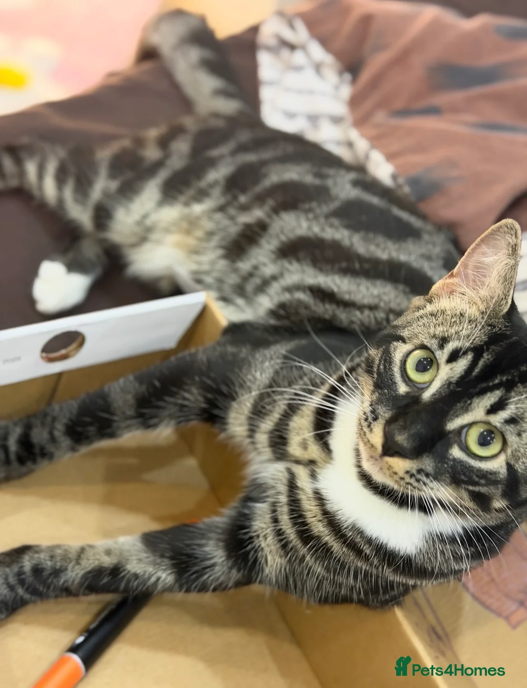 Mixed Breed cats for sale: Half Bengal Cat Looking for a Loving Home in Ilford - Advert 1
