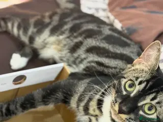 Mixed Breed cats Half Bengal Cat Looking for a Loving Home in Ilford - Advert 1