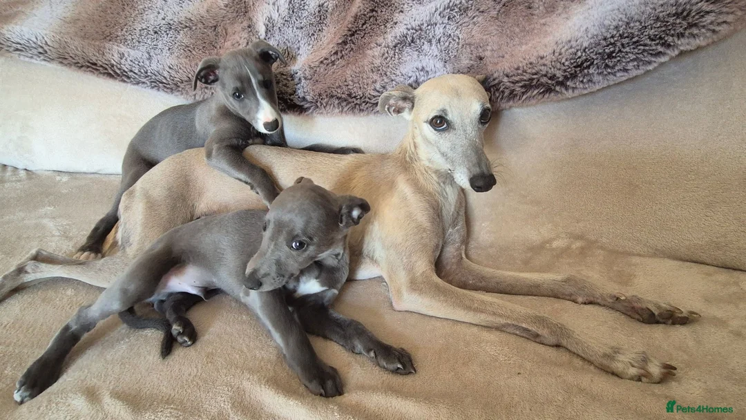 Whippet dogs for sale: Whippet puppies (small) blue, boys - Advert 1