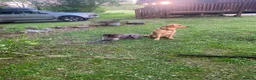 Labrador Retriever dogs for sale: Labrador puppies for sale  in Morpeth - Advert 3