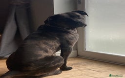 Mixed Breed dogs for sale: Cane corso x  - Advert 2