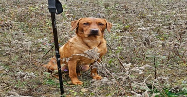 Labrador Retriever dogs - Advert 3